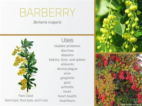 berberis vulgaris benefits